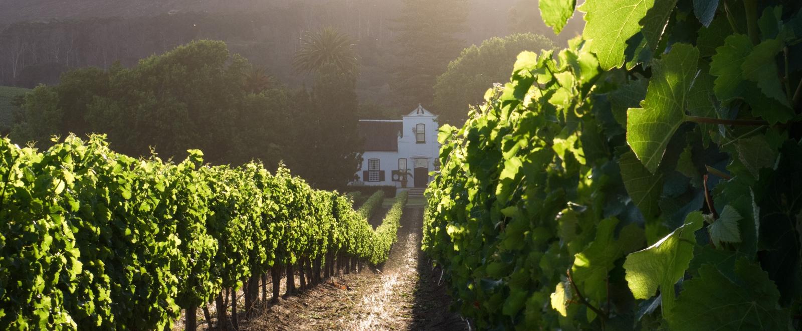 Learn about the ethical wine production in South Africa by visiting some of the wine farms in the Stellenbosch area.
